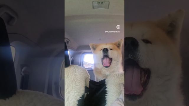 Песня #акита#акитаину #смешныевидео смотреть онлайн