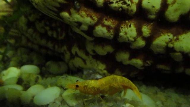 Желтая креветка смотреть онлайн