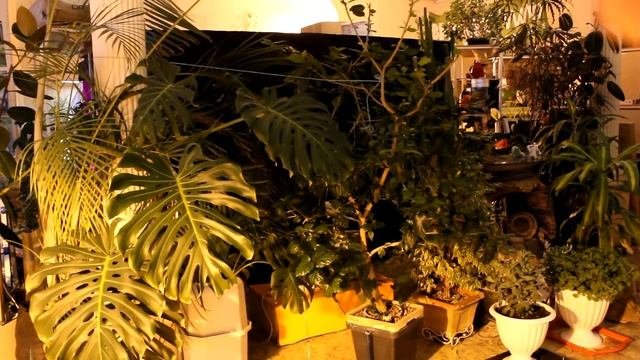 Гидропоника и аквариум(Часть 2)