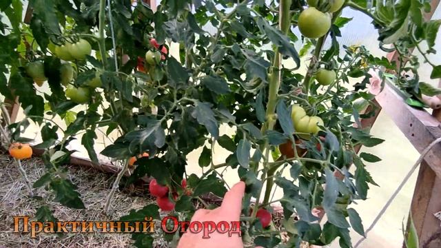 Семена с гибридов собирать МОЖНО. Вот что выросло у меня из своих семян помидоров. смотреть онлайн