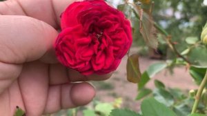 Первое цветение , Роза Пиано.First bloom, Rosa Piano.