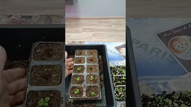 Пикирую петунию, мой способ! #петуния #цветы 🌸🌺🌻🌹🌷🌼💐 смотреть онлайн