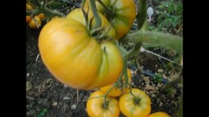 Томат Оаксаканская драгоценность