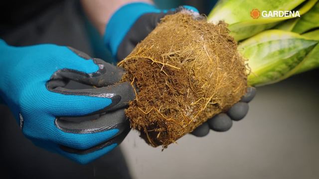 Rośliny domowe dla początkujących. смотреть онлайн