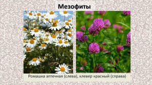 Группы растений по отношению к воде | Общая экология