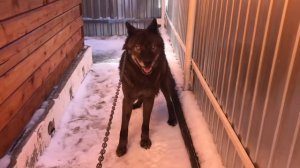 Канадский волк Акела, переводим в новый вольер