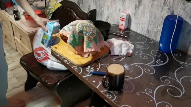 VLOG: очень сильный ветервоспитываю Котюпрогулка с Дафиком
