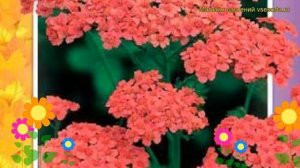 Тысячелистник обыкновенный Королева. Краткий обзор, описание achillea millefolium Koroleva