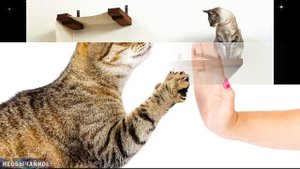 Как Отучить Кота Громко Мяукать По Ночам или Как Договориться с Кошкой ¤ НЕОБЫЧАЙНОЕ