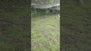 Простой способ обустройства вольера для индюшат.