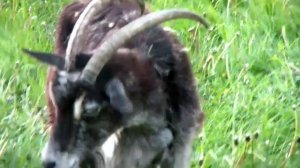 Домашние козы