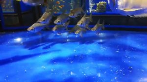 Семапрохилодус тэниурус (Semaprochilodus taeniurus)