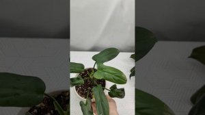 Обзор ФИЛОДЕНДРОНОВ. ч 3 🍀🌿☘️ #комнатныерастения #обзоррастений #филодендрон #цветы