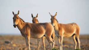 Естествознание   Животные Казахстана  Красная книга