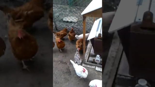 Программируемая автоматическая браузерная кормушка для кур