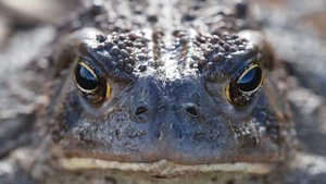 Лягушка Голиаф: великан среди амфибий