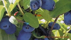 Жимолость съедобная Хонеби (lonicera honebi) ? Хонеби обзор: как сажать, саженцы жимолости Хонеби