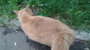 Кошка ластится- это Умилительно*глаза зелёные, редкие