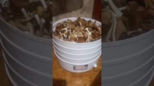 Сушим осенние опята на зиму.