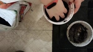 Фикус посадка