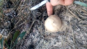 Сбор грибов. Тихая охота. Грибалка: белый гриб, польский гриб, маслята