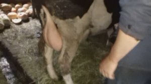 У коровы очень короткие соски. Доим руками.