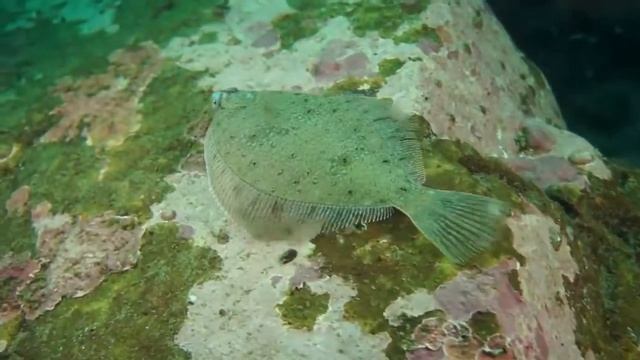 Подводный МИР Баренцева Моря  Underwater World of Barents Sea!