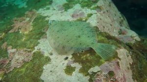 Подводный МИР Баренцева Моря Underwater World of Barents Sea!