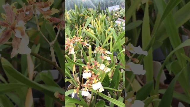 Ботанический сад Беларусь Минск Оранжерея Орхидеи // Belarus Minsk Botanical autumn garden Orchids