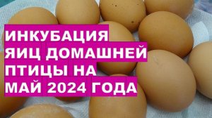 Агрогороскоп инкубации домашней птицы на май 2024 Agrohoroscope for incubation of poultry eggs for M