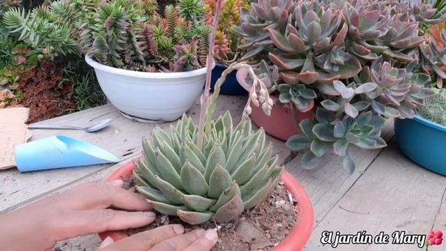 ✅Tarde de trasplante +saludos👋👋 смотреть онлайн