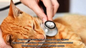 Кошка не ест: почему отказывается от еды