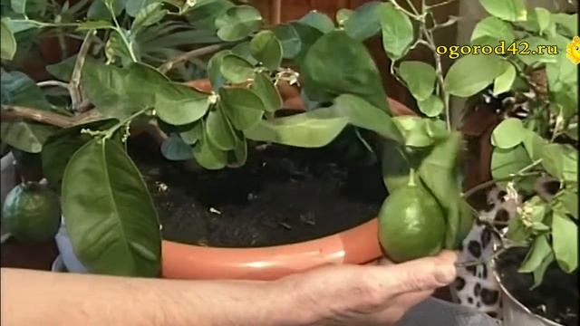 Комнатные лимоны: Цитрон, Мейера - отличия и размножение смотреть онлайн