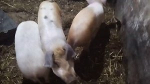 ягнята поëныши. искусственное вскармливание ягнят.