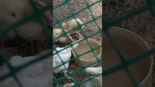 Прикольные утки пускают пузыри смотреть онлайн