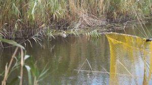 Сом на поплавок