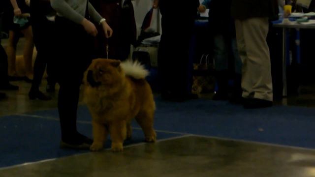 Епископ из Святого Грааля, Евразия-1 2014г.(чау-чау) смотреть онлайн