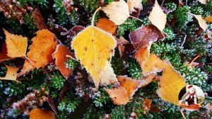 Рассказы для детей  |  Виталий Бианки - Сентябрь  |   Внеклассное чтение 2 класс