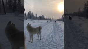 Канадский волк и западно - сибирские лайки