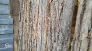 ЛУБ - липовая кора