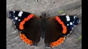 топ 5 самых красивых бабочек