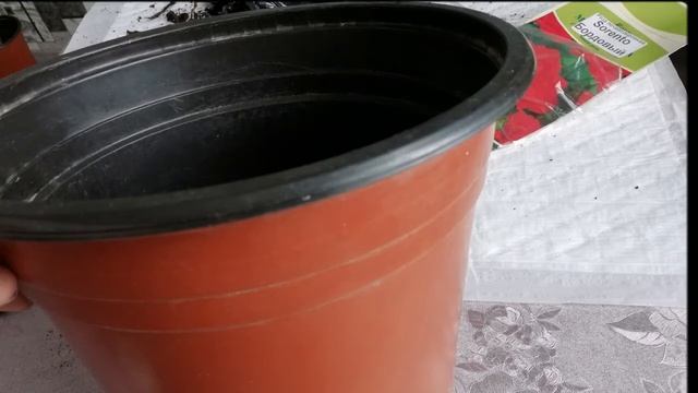 Розы. Как сохранить саженцы роз, которые купили в марте.