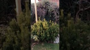Вечно зелёные растения и хвойники.
