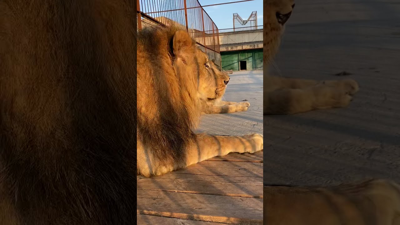 #shorts У СМЕЛОГО ЛЬВА и доброй львицы все хорошо! Как львы рванули на ...