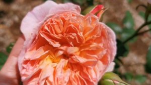 KAORI KAZARI ROSE plant by Rose Farm KEIJI Kunieda WABARA Japan Shrub バラ かおりかざり 和バラ