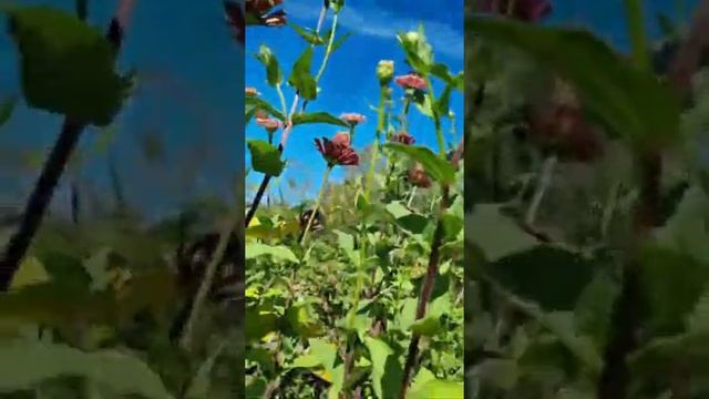 Обход прелести. Дерево Гибискус Изменчивый #АргентинскиеЗаметки #сад #садВаргентине #циннии смотреть онлайн