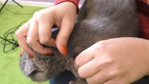 Как вытащить КЛЕЩА ниткой с кота. Кошечка Мурка укушена клещом.