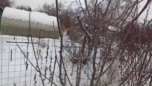 Современная формировка яблони. Улучшенное Русское Веретено.