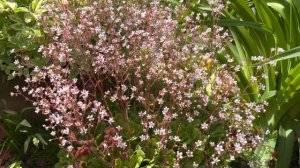 Камнеломка теневая «Вариегата»