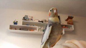 Попугай корелла поет (Cockatiel sings)